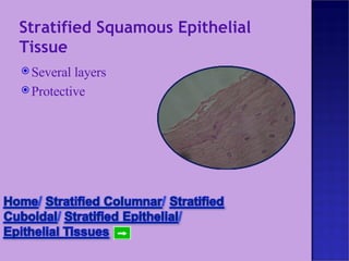 Stratified Squamous Epithelial Tissue Several layers Protective 