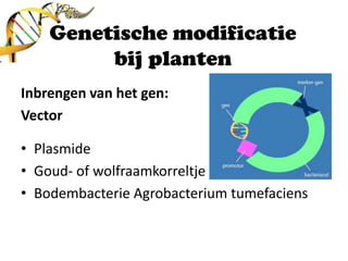 Genetische modificatiebij plantenInbrengen van het gen:VectorPlasmideGoud- of wolfraamkorreltjeBodembacterie Agrobacteriumtumefaciens