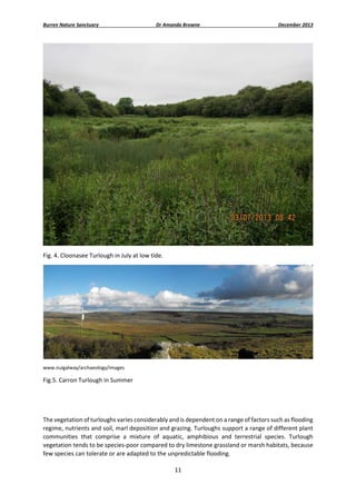 Burren Nature Sanctuary 

Dr Amanda Browne 

December 2013 

 
Fig. 4. Cloonasee Turlough in July at low tide. 

 
www.nuigalway/archaeology/images 

Fig.5. Carron Turlough in Summer 
 
 
The vegetation of turloughs varies considerably and is dependent on a range of factors such as flooding 
regime, nutrients and soil, marl deposition and grazing. Turloughs support a range of different plant 
communities  that  comprise  a  mixture  of  aquatic,  amphibious  and  terrestrial  species.  Turlough 
vegetation tends to be species‐poor compared to dry limestone grassland or marsh habitats, because 
few species can tolerate or are adapted to the unpredictable flooding. 
11 
 

 