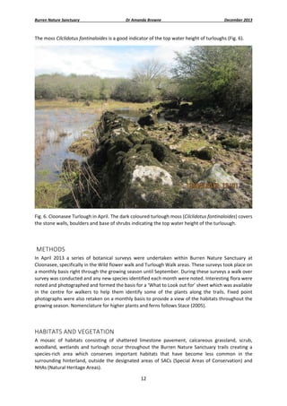 Burren Nature Sanctuary 

Dr Amanda Browne 

December 2013 

The moss Cilclidotus fontinaloides is a good indicator of the top water height of turloughs (Fig. 6). 

 
Fig. 6. Cloonasee Turlough in April. The dark coloured turlough moss (Cilclidotus fontinaloides) covers 
the stone walls, boulders and base of shrubs indicating the top water height of the turlouugh. 
 

 METHODS 
In  April  2013  a  series  of  botanical  surveys  were  undertaken  within  Burren  Nature  Sanctuary  at 
Cloonasee, specifically in the Wild flower walk and Turlough Walk areas. These surveys took place on 
a monthly basis right through the growing season until September. During these surveys a walk over 
survey was conducted and any new species identified each month were noted. Interesting flora were 
noted and photographed and formed the basis for a ‘What to Look out for’ sheet which was available 
in  the  centre  for  walkers  to  help  them  identify  some  of  the  plants  along  the  trails.  Fixed  point 
photographs were also retaken on a monthly basis to provide a view of the habitats throughout the 
growing season. Nomenclature for higher plants and ferns follows Stace (2005). 
 

HABITATS AND VEGETATION 
A  mosaic  of  habitats  consisting  of  shattered  limestone  pavement,  calcareous  grassland,  scrub, 
woodland,  wetlands  and  turlough  occur  throughout  the  Burren  Nature  Sanctuary  trails  creating  a 
species‐rich  area  which  conserves  important  habitats  that  have  become  less  common  in  the 
surrounding  hinterland,  outside  the  designated  areas  of  SACs  (Special  Areas  of  Conservation)  and 
NHAs (Natural Heritage Areas). 
12 
 

 