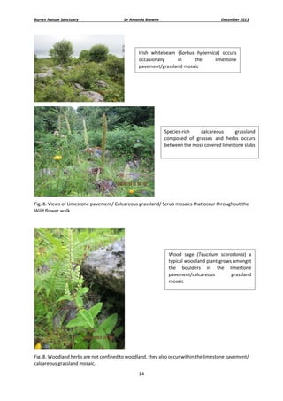 Burren Nature Sanctuary 

Dr Amanda Browne 

December 2013 

Irish  whitebeam  (Sorbus  hybernica)  occurs 
occasionally 
in 
the 
limestone 
pavement/grassland mosaic 

 

Species‐rich 
calcareous 
grassland 
composed  of  grasses  and  herbs  occurs 
between the moss covered limestone slabs 

 
Fig. 8. Views of Limestone pavement/ Calcareous grassland/ Scrub mosaics that occur throughout the 
Wild flower walk. 
 

Wood  sage  (Teucrium  scorodonia)  a 
typical woodland plant grows amongst 
the  boulders  in  the  limestone 
pavement/calcareous 
grassland 
mosaic 

 
Fig. 8. Woodland herbs are not confined to woodland, they also occur within the limestone pavement/ 
calcareous grassland mosaic. 
14 
 

 