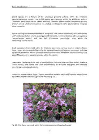 Burren Nature Sanctuary 

Dr Amanda Browne 

December 2013 

 
Orchid  species  are  a  feature  of  the  calcareous  grassland  patches  within  the  limestone 
pavement/grassland  mosaic.  Four  orchid  species  were  recorded  within  the  Wildflower  walk  at 
Cloonasee:  Early  purple  orchid  (Orchis  mascula),  Common  spotted‐orchid  (Dactylorhiza  fuchsii), 
O’Kelly’s  orchid  (Dactylorhiza  fuchsia  var.  okellyi)  and  Fragrant  orchid  (Gymanadenia  conopsea 
subsp.conopsea). 
 
Typical Burren grassland composed of herbs and grasses such as birds‐foot‐trefoil (Lotus corniculatus), 
Lady’s bed straw (Galium verum),  quaking grass (Briza media), red fescue (Festuca rubra), ox‐eye daisy 
(Leucanthemum  vulgare)  and  hare  bell  (Campanula  rotundifolia),  occur  within  the 
limestone/grassland mosaic. 
 
Scrub  also  occurs,  Inter‐mixed  within  the  limestone  pavement,  and  may  occur  as  single  bushes  or 
dense clumps. It is composed of hazel (Corylus avellana), hawthorn (Crataegus monogyna), holly (Ilex 
aquifolium), blackthorn (Prunus spinosa) as well as occasional Irish whitebeam (Sorbus hibernica). Crab 
apple (Malus sylvestris) was also recorded within this habitat.  
 
Low growing clambering shrubs such as bramble (Rubus fruticosus), dog rose (Rosa canina), dewberry 
(Rubus  caesius)  and  burnet  rose  (Rosa  pimpinellifolia)  are  frequent  throughout  the  limestone 
pavement/grassland/scrub mosaic.  
 
Hummocks supporting wild thyme (Thymus polytrichus) and wild marjoram (Origanum vulgare) are a 
typical feature of the limestone/grassland mosaic (Fig. 10). 
 

 
Fig. 10. Wild thyme hummock within the limestone pavement/grassland mosaic 
15 
 

 