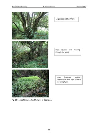 Burren Nature Sanctuary 

Dr Amanda Browne 

December 2013 

Large coppiced hawthorn 

 

Moss  covered  wall  running 
through the wood 

 

Large 
limestone 
boulders 
covered  in  a  thick  layer  of  herbs 
and bryophytes 

 
Fig. 12. Some of the woodland features at Cloonasee. 
 
 

 

18 
 

 
