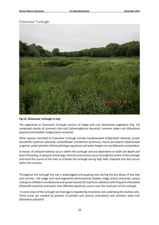 Burren Nature Sanctuary 

Dr Amanda Browne 

December 2013 

Cloonasee Turlough 

 
Fig 13. Cloonasee Turlough in July 
The  vegetation  at  Cloonasee  Turlough  consists  of  sedge  and  rush  dominated  vegetation  (Fig.  13) 
composed  mainly  of  common  club‐rush  (Schoenoplectus  lacustris),  common  spike‐rush  (Eleocharis 
palustris) and bladder sedge (Carex vesicaria) 
Other  species  recorded  at  Cloonasee  Turlough  include  meadowsweet  (Filipendula  ulmaria),  purple 
loosestrife (Lythrum salicaria), cuckooflower (Cardamine pratensis), marsh pennywort (Hydrocotyle 
vulgaris), water‐plantain (Alisma plantago‐aquatica) and water forget‐me‐not (Myosotis scorpioides).  
A mosaic of wetland habitats occurs within the turlough and are dependent on both soil depth and 
level of flooding. A network of drainage channels and crevices occur through the centre of the turlough 
and mark the course of the river as it floods the turlough during high tides. Exposed rock also occurs 
within the crevices. 
 
Throughout the turlough the soil is waterlogged and quaking even during the dry phase of low tide 
and summer. Tall sedge and reed vegetation dominated by bladder sedge (Carex vesicaria), canary 
reed grass (Phalaris arundinacea) and purple loosestrife (Lythrum salicaria) with frequent silverweed 
(Potentilla anserina) and water mint (Mentha aquatica), occurs over the most part of the turlough. 
 In some areas of the turlough soil drainage is impeded by limestone rock underlying the shallow soils. 
These  areas  are  marked  by  patches  of  jointed  rush  (Juncus  articulatus)  and  common  spike‐rush 
(Eleocharis palustris) 

19 
 

 