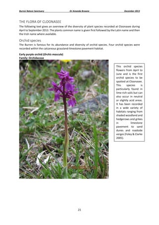 Burren Nature Sanctuary 

Dr Amanda Browne 

December 2013 

THE FLORA OF CLOONASEE 
The following text gives an overview of the diversity of plant species recorded at Cloonasee during 
April to September 2013. The plants common name is given first followed by the Latin name and then 
the Irish name where available. 

Orchid species 

 

The  Burren  is  famous  for  its  abundance  and  diversity  of  orchid  species.  Four  orchid  species  were 
recorded within the calcareous grassland‐limestone pavement habitat. 
Early purple orchid (Orchis mascula) 
Family: Orchidaceae 
This  orchid  species 
flowers  from  April  to 
June  and  is  the  first 
orchid  species  to  be 
spotted at Cloonasee. 
This 
species 
is 
particularly  found  in 
lime‐rich soils but can 
also  occur  in  neutral 
or  slightly  acid  areas. 
It  has  been  recorded 
in  a  wide  variety  of 
habitats ranging from 
shaded woodland and 
hedgerows and grikes 
in 
limestone 
pavement  to  sand 
dunes  and  roadside 
verges (Foley & Clarke 
2005). 

 
 
 
 
 
 
21 
 

 