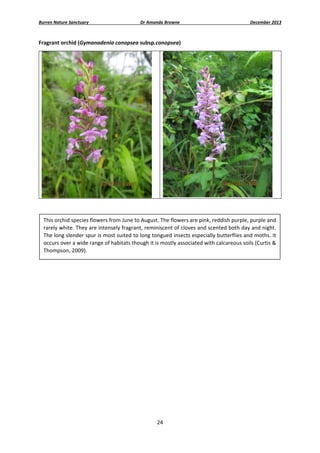 Burren Nature Sanctuary 

Dr Amanda Browne 

December 2013 

Fragrant orchid (Gymanadenia conopsea subsp.conopsea) 

 
This orchid species flowers from June to August. The flowers are pink, reddish purple, purple and 
rarely white. They are intensely fragrant, reminiscent of cloves and scented both day and night. 
The long slender spur is most suited to long tongued insects especially butterflies and moths. It 
occurs over a wide range of habitats though it is mostly associated with calcareous soils (Curtis & 
Thompson, 2009).  
 
 
 
 

 

24 
 

 