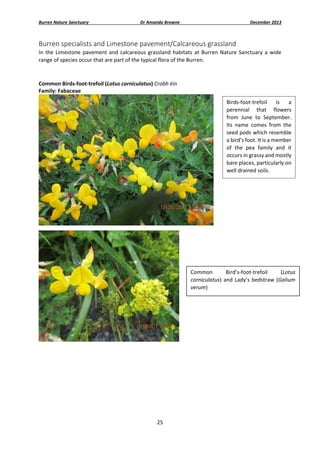 Burren Nature Sanctuary 

Dr Amanda Browne 

December 2013 

Burren specialists and Limestone pavement/Calcareous grassland  
In  the  Limestone  pavement  and  calcareous  grassland  habitats  at  Burren  Nature  Sanctuary  a  wide 
range of species occur that are part of the typical flora of the Burren. 
 
Common Birds‐foot‐trefoil (Lotus corniculatus) Crobh éin 
Family: Fabaceae 
Birds‐foot‐trefoil  is  a 
perennial  that  flowers 
from  June  to  September. 
Its  name  comes  from  the 
seed pods which resemble 
a bird’s foot. It is a member 
of  the  pea  family  and  it 
occurs in grassy and mostly 
bare places, particularly on 
well drained soils. 

 

Common 
Bird’s‐foot‐trefoil 
(Lotus 
corniculatus)  and  Lady’s  bedstraw  (Galium 
verum) 

 
 
 
 
 
 
 

 
25 

 

 