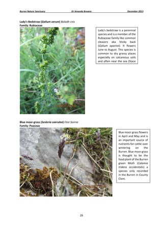 Burren Nature Sanctuary 

Dr Amanda Browne 

December 2013 

Lady’s Bedstraw (Galium verum) Boladh cnis 
Family: Rubiaceae 
Lady’s bedstraw is a perennial 
species and is a member of the 
Rubiaceae family like common 
cleavers  aka  Sticky  back 
(Galium  aparine).  It  flowers 
June to August. This species is 
common  to  dry  grassy  places 
especially  on  calcareous  soils 
and  often  near  the  sea  (Stace 

 
 
Blue moor‐grass (Sesleria caerulea) Féar boirne 
Family: Poaceae 
Blue moor‐grass flowers 
in April and  May and is 
an  important  source  of 
nutrients for cattle over 
wintering 
on 
the 
Burren. Blue moor grass 
is  thought  to  be  the 
food plant of the Burren 
green  Moth  (Calamia 
tridens  occidentalis)  a 
species  only  recorded  
in the Burren in County 
Clare. 

 

26 
 

 