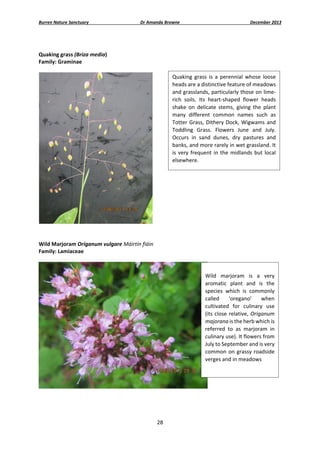 Burren Nature Sanctuary 

Dr Amanda Browne 

December 2013 

 
Quaking grass (Briza media) 
Family: Graminae 
 
Quaking  grass  is  a  perennial  whose  loose 
heads are a distinctive feature of meadows 
and grasslands, particularly those on lime‐
rich  soils.  Its  heart‐shaped  flower  heads 
shake  on  delicate  stems,  giving  the  plant 
many  different  common  names  such  as 
Totter  Grass,  Dithery  Dock,  Wigwams  and 
Toddling  Grass.  Flowers  June  and  July. 
Occurs  in  sand  dunes,  dry  pastures  and 
banks, and more rarely in wet grassland. It 
is  very  frequent  in  the  midlands  but  local 
elsewhere. 

 
 
Wild Marjoram Origanum vulgare Máirtín fiáin 
Family: Lamiaceae 
 
 
Wild  marjoram  is  a  very 
aromatic  plant  and  is  the 
species  which  is  commonly 
called  ‘oregano’  when 
cultivated  for  culinary  use 
(its  close  relative,  Origanum 
majorana is the herb which is 
referred  to  as  marjoram  in 
culinary use). It flowers from 
July to September and is very 
common  on  grassy  roadside 
verges and in meadows 

 
 

 

28 
 

 