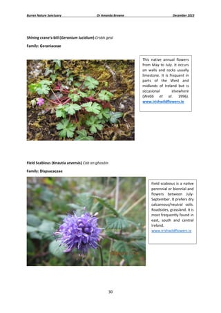 Burren Nature Sanctuary 

Dr Amanda Browne 

December 2013 

 
Shining crane’s‐bill (Geranium lucidium) Crobh geal 
Family: Geraniaceae 
 
This  native  annual  flowers 
from  May  to  July.  It  occurs 
on  walls  and  rocks  usually 
limestone.  It  is  frequent  in 
parts  of  the  West  and 
midlands  of  Ireland  but  is 
occasional 
elsewhere 
(Webb  et  al.  1996). 
www.irishwildflowers.ie 

 
 
 
Field Scabious (Knautia arvensis) Cab an ghasáin 
Family: Dispsacaceae 
Field scabious is a native 
perennial or biennial and 
flowers  between  July‐
September. It prefers dry 
calcareous/neutral  soils. 
Roadsides, grassland. It is 
most frequently found in 
east,  south  and  central 
Ireland. 
www.irishwildflowers.ie 
 

 
 
 

 
30 

 

 