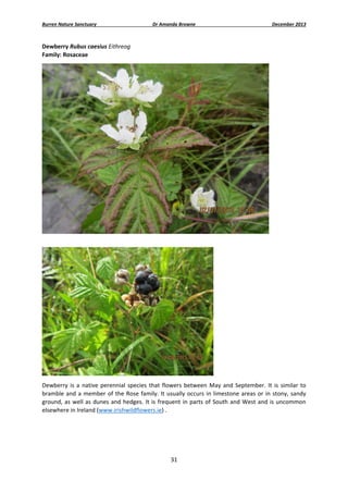 Burren Nature Sanctuary 

Dr Amanda Browne 

December 2013 

Dewberry Rubus caesius Eithreog  
Family: Rosaceae  

 
 

 
Dewberry  is  a  native  perennial  species  that  flowers  between  May  and  September.  It  is  similar  to 
bramble  and  a  member  of  the  Rose  family.  It  usually  occurs  in  limestone  areas  or  in  stony,  sandy 
ground,  as  well  as  dunes  and  hedges.  It  is  frequent  in  parts  of  South  and  West  and  is  uncommon 
elsewhere in Ireland (www.irishwildflowers.ie) . 
 
 

31 
 

 