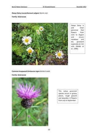 Burren Nature Sanctuary 

Dr Amanda Browne 

December 2013 

Oxeye Daisy Leucanthemum vulgare Noinín mór 
Family: Asteraceae 
 
Oxeye  Daisy  is 
and 
erect 
perennial  that 
flowers 
from 
June  to  August 
and 
occurs 
meadows  and 
dry 
grassland 
especially on rich 
soils  (Webb  et 
al., 1996).  
 

 
 
Common knapweed Centaurea nigra Mullach dubh 
Family: Asteraceae 

This  native  perennial 
species  occurs  in  grassy 
places,  rough  ground 
and  waysides.  It  flowers 
from July to September. 

 
33 
 

 
