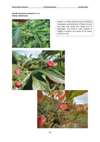 Burren Nature Sanctuary 

Dr Amanda Browne 

December 2013 

Spindle Euonymus europaeus Feoras 
Family: Celastraceae 
 
Spindle is a native shrub that occurs thickets, 
rocky places and lakeshores. It flowers in June 
and  bears  the  scarlet  four  lobed  fruit  in 
September.  This  shrub  is  easily  spotted  in 
hedges  in  autumn  on  account  of  its  leaves 
which turn red 

 
 

 

 
36 
 

 