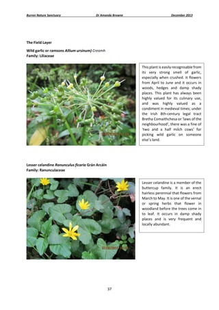 Burren Nature Sanctuary 

Dr Amanda Browne 

December 2013 

                                                                           
 
The Field Layer 
Wild garlic or ramsons Allium ursinum) Creamh 
Family: Liliaceae 
 
This plant is easily recognisable from 
its  very  strong  smell  of  garlic, 
especially  when  crushed.  It  flowers 
from  April  to  June  and  it  occurs  in 
woods,  hedges  and  damp  shady 
places.  This  plant  has  always  been 
highly  valued  for  its  culinary  use, 
and  was  highly  valued  as  a 
condiment in medieval times; under 
the  Irish  8th‐century  legal  tract 
Bretha Comaithchesa or ‘laws of the 
neighbourhood’, there was a fine of 
‘two  and  a  half  milch  cows’  for 
picking  wild  garlic  on  someone 
else’s land. 
 
 
 
Lesser celandine Ranunculus ficaria Grán Arcáin 
Family: Ranunculaceae 
 
Lesser celandine is a member of the 
buttercup  family.  It  is  an  erect 
hairless perennial that flowers from 
March to May. It is one of the vernal 
or  spring  herbs  that  flower  in 
woodland before the trees come in 
to  leaf.  It  occurs  in  damp  shady 
places  and  is  very  frequent  and 
locally abundant. 

 
 
 
 
37 
 

 