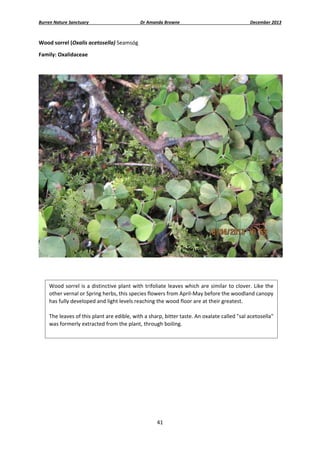 Burren Nature Sanctuary 

Dr Amanda Browne 

December 2013 

Wood sorrel (Oxalis acetosella) Seamsóg 
Family: Oxalidaceae 
 

 
 
 
 
 
 
 

Wood sorrel is a distinctive plant with  trifoliate leaves which are similar  to clover. Like the 
other vernal or Spring herbs, this species flowers from April‐May before the woodland canopy 
has fully developed and light levels reaching the wood floor are at their greatest.  
The leaves of this plant are edible, with a sharp, bitter taste. An oxalate called "sal acetosella" 
was formerly extracted from the plant, through boiling. 
 

41 
 

 