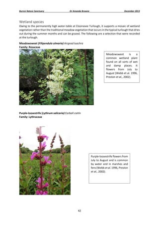 Burren Nature Sanctuary 

Dr Amanda Browne 

December 2013 

Wetland species 
Owing to the permanently high water‐table at Cloonasee Turlough, it supports a mosaic of wetland 
vegetation rather than the traditional meadow vegetation that occurs in the typical turlough that dries 
out during the summer months and can be grazed. The following are a selection that were recorded 
at the turlough. 
Meadowsweet (Filipendula ulmaria) Airgead luachra 
Family: Rosaceae 
Meadowsweet 
is 
a 
common  wetland  plant 
found  on  all  sorts  of  wet 
and  damp  places.  It 
flowers  from  July  to 
August (Webb et al. 1996, 
Preston et al., 2002). 

 
 
Purple‐loosestrife (Lythrum salicaria) Earball caitín 
Family: Lythraceae 
 
 

Purple‐loosestrife flowers from 
July to August and is  common 
by  water  and  in  marshes  and 
fens (Webb et al. 1996, Preston 
et al., 2002).  
 

 
 
 
42 
 

 