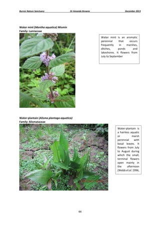 Burren Nature Sanctuary 

Dr Amanda Browne 

December 2013 

 
Water mint (Mentha aquatica) Mismín 
Family: Lamiaceae 
Water  mint  is  an  aromatic 
perennial 
that 
occurs 
frequently 
in 
marshes, 
ditches, 
ponds 
and 
lakeshores.  It  flowers  from 
July to September 

 
 
Water‐plantain (Alisma plantago‐aquatica)  
Family: Alismataceae 
Water‐plantain  is 
a  hairless  aquatic 
or 
marsh 
perennial  with 
basal  leaves.  It 
flowers  from  July 
to  August  during 
which  the  small, 
terminal  flowers 
open  mainly  in 
the 
afternoon 
(Webb et al. 1996, 
P
l

 
 
 
 
44 
 

 
