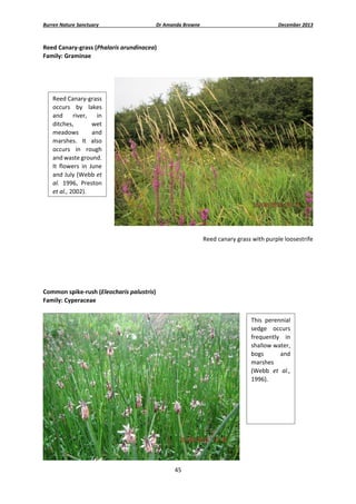Burren Nature Sanctuary 

Dr Amanda Browne 

December 2013 

Reed Canary‐grass (Phalaris arundinacea)  
Family: Graminae 
 
 

Reed Canary‐grass 
occurs  by  lakes 
and  river,  in 
ditches, 
wet 
meadows 
and 
marshes.  It  also 
occurs  in  rough 
and waste ground. 
It  flowers  in  June 
and July (Webb et 
al.  1996,  Preston 
et al., 2002).  

 
 
Reed canary grass with purple loosestrife 
 
 
 
Common spike‐rush (Eleocharis palustris) 
Family: Cyperaceae 
 
This  perennial 
sedge  occurs 
frequently  in 
shallow water, 
bogs 
and 
marshes 
(Webb  et  al., 
1996). 
 

 
45 
 

 