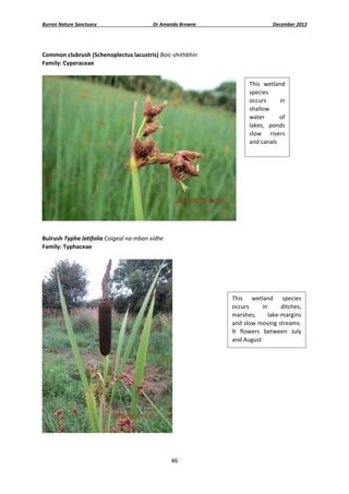 Burren Nature Sanctuary 

Dr Amanda Browne 

December 2013 

 
Common clubrush (Schenoplectus lacustris) Boic‐shithbhín 
Family: Cyperaceae 
 
This  wetland 
species 
occurs 
in 
shallow 
water 
of 
lakes,  ponds 
slow  rivers 
and canals 

 
 
Bulrush Typha latifolia Coigeal na mban sídhe 
Family: Typhaceae 
 

This  wetland  species 
occurs 
in 
ditches, 
marshes, 
lake‐margins 
and slow moving streams. 
It  flowers  between  July 
and August 

 
 
46 
 

 