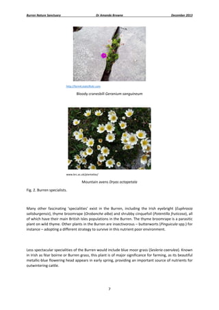 Burren Nature Sanctuary 

Dr Amanda Browne 

December 2013 

 
http://farm4.staticflickr.com 

Bloody cranesbill Geranium sanguineum 
 

 
www.brc.ac.uk/plantatlas/ 

Mountain avens Dryas octapetala 
Fig. 2. Burren specialists. 
 
Many  other  fascinating  ‘specialities’  exist  in  the  Burren,  including  the  Irish  eyebright  (Euphrasia 
salisburgensis), thyme broomrape (Orobanche alba) and shrubby cinquefoil (Potentilla fruticosa), all 
of which have their main British Isles populations in the Burren. The thyme broomrape is a parasitic 
plant on wild thyme. Other plants in the Burren are insectivorous – butterworts (Pinguicula spp.) for 
instance – adopting a different strategy to survive in this nutrient poor environment. 
 
Less spectacular specialities of the Burren would include blue moor grass (Sesleria caerulea). Known 
in Irish as féar boirne or Burren grass, this plant is of major significance for farming, as its beautiful 
metallic‐blue flowering head appears in early spring, providing an important source of nutrients for 
outwintering cattle. 

7 
 

 