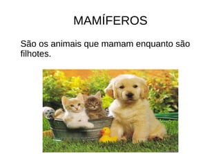 MAMÍFEROS
São os animais que mamam enquanto são
filhotes.
 