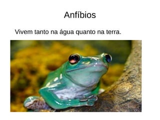 Anfíbios
Vivem tanto na água quanto na terra.
 
