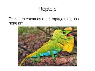 Répteis
Possuem escamas ou carapaças, alguns
rastejam.
 