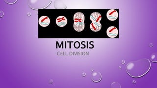 MITOSIS
CELL DIVISION
 