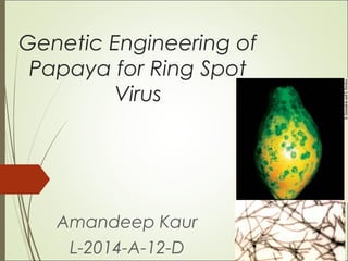 Genetic Engineering of
Papaya for Ring Spot
Virus
Amandeep Kaur
L-2014-A-12-D
 