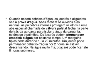 Quando nadam debaixo d'água, os jacarés e aligatores são  à prova d'água . Abas fecham os ouvidos e as narinas, as pálpebras internas protegem os olhos e uma aba especial chamada de  válvula palatal  fecha na parte de trás da garganta para isolar a água da garganta, estômago e pulmões. Os jacarés podem  permanecer embaixo d'água  por bastante tempo. Um mergulho típico pode durar de 10 a 20 minutos. Um jacaré pode permanecer debaixo d'água por 2 horas se estiver descansando. Na água muito fria, o jacaré pode ficar até 8 horas submerso. 