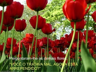 ●
●

Perguntaram-lhe as demais flores:
“VOCÊ O TRATAVA MAL, AGORA ESTÁ
ARREPENDIDO?”

 