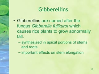 Gibberellins
• Gibberellins are named after the
fungus Gibberella fujikuroi which
causes rice plants to grow abnormally
tall.
– synthesized in apical portions of stems
and roots
– important effects on stem elongation
25
 
