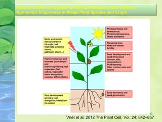 Actions of BRs in Regulating Plant Development and Traits of
Agronomic Importance in Model Plant Species and Crops
Vriet et al. 2012 The Plant Cell, Vol. 24: 842–857
50
 