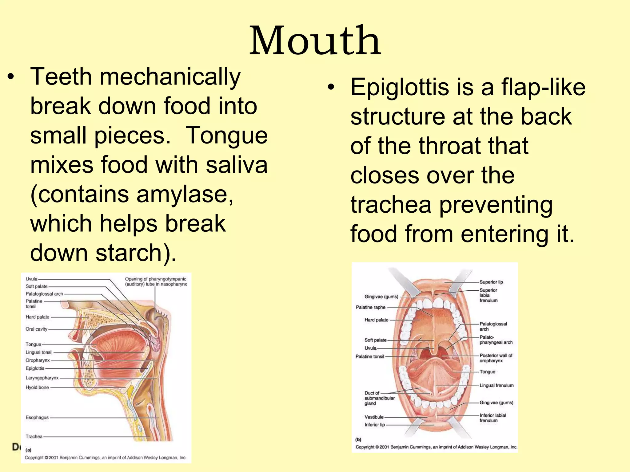 Introduction to Gastrointestinal Physiology - Physiology Flashcards | ditki  medical and biological sciences, image size:2048x1536