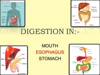 DIGESTION IN:-
MOUTH
ESOPHAGUS
STOMACH
 
