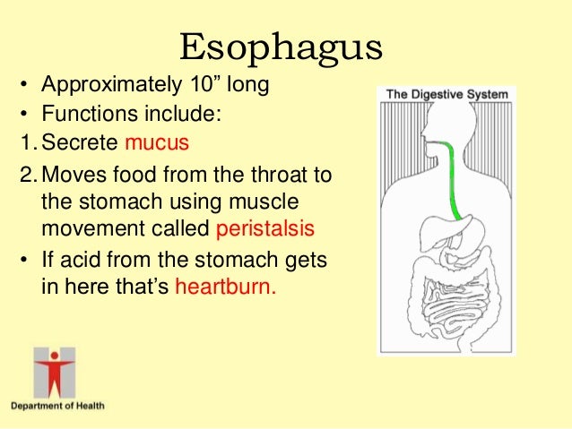 digestion in mouth, esophagus and stomach...