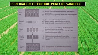 Pure Line Genetics Example GENETIC BESIS OF BREEDING IN SELF-POLLINATED CROPS pptx. | PPTX