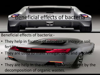 Beneficial effects of bacteria
Beneficial effects of bacteria:-
• They help in fixation of nitrogen to increase soil
fertility.
• They are used to make vinegar, curd and alcohol
etc.
• They are help in the cleaning of enviroment by the
decomposition of organic wastes.
 