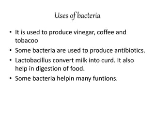 Uses of bacteria
• It is used to produce vinegar, coffee and
tobacoo
• Some bacteria are used to produce antibiotics.
• Lactobacillus convert milk into curd. It also
help in digestion of food.
• Some bacteria helpin many funtions.
 