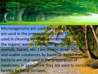 Friendly microorganisms
Microorganisms are used for various purposes. They
are used in the preparation of curd. They are also
used in cleaning up of the environment. for example,
the organic wastes (vegetable peels, remains of
animals, faeces, etc. ) are broken down into harmless
and usable substances by bacteria. Recall that
bacteria are also used in the preparation of
medicines. In agriculture they are used to increase soil
fertility by fixing nitrogen.
 