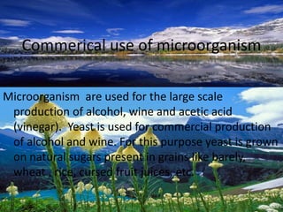 Commerical use of microorganism
Microorganism are used for the large scale
production of alcohol, wine and acetic acid
(vinegar). Yeast is used for commercial production
of alcohol and wine. For this purpose yeast is grown
on natural sugars present in grains like barely,
wheat , rice, cursed fruit juices, etc.
 