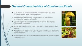Comprehensive Study of Carnivorous Plants and Their Trapping Mechanisms ...