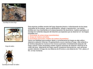 Escarabajo de antena larga Avispa de madera Escarabajo barrenador de madera Esta especies pirófilas amante del fuego depende directa o indirectamente de las áreas quemadas de los bosque  para su alimentación, refugio y reproducción. Los insecto pirófilos son muy importantes en la descomposición de escombros, madera quemada y el reciclaje de nutrientes después del disturbio.Las especies que se observan en  los fuegos forestales son. 1.   Escarabajo de antena larga (cerambicidos) 2. Avispa de madera (siricidos) 3. Escarabajo barrenador metálico de madera   (buprestidos) Viene una habilidad para localizar rápido y correctamente los fuegos es algo aditivo , detecta la radiación infrarrojo. El apareamiento ocurre mientras el fuego  esta ardiendo y la hembra deposita los huevos en los troncos quemados inmediatamente después del fuego culmine .Estos escarabajo poseen órganos sensores de radiación infrarroja en la mitad del tórax  detectando los fuego usando receptores fotomecánicos  esto sensores pueden detectar el fuego de una distancia de 50 acres a una distancia de 1 Km. plana y 5 Km. en las montanas  