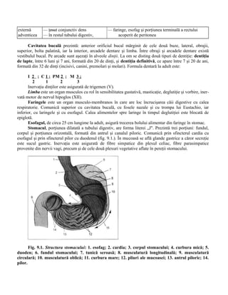 externă —
adventicea
— ţesut conjunctiv dens
— în restul tubului digestiv,
— faringe, esofag şi porţiunea terminală a rectului
acoperit de peritoneu
Cavitatea bucală prezintă: anterior orificiul bucal mărginit de cele două buze, lateral, obrajii,
superior, bolta palatină, iar la interior, arcadele dentare şi limba. Între obraji şi arcadele dentare există
vestibulul bucal. Pe arcade sunt aşezaţi în alveole dinţii. La om se disting două tipuri de dentiţie: dentiţia
de lapte, între 6 luni şi 7 ani, formată din 20 de dinţi, şi dentiţia definitivă, ce apare între 7 şi 20 de ani,
formată din 32 de dinţi (incisivi, canini, premolari şi molari). Formula dentară la adult este:
I 2 ; C 1 ; PM 2 ; M 3 ;
2 1 2 3
Inervaţia dinţilor este asigurată de trigemen (V).
Limba este un organ musculos cu rol în sensibilitatea gustativă, masticaţie, deglutiţie şi vorbire, iner-
vată motor de nervul hipoglos (XII).
Faringele este un organ musculo-membranos în care are loc încrucişarea căii digestive cu calea
respiratorie. Comunică superior cu cavitatea bucală, cu fosele nazale şi cu trompa lui Eustachio, iar
inferior, cu laringele şi cu esofagul. Calea alimentelor spre laringe în timpul deglutiţiei este blocată de
epiglotă.
Esofagul, de circa 25 cm lungime la adult, asigură trecerea bolului alimentar din faringe în stomac.
Stomacul, porţiunea dilatată a tubului digestiv, are forma literei „J". Prezintă trei porţiuni: fundul,
corpul şi porţiunea orizontală, formată din antrul şi canalul piloric. Comunică prin sfincterul cardia cu
esofagul şi prin sfincterul pilor cu duodenul (fig. 9.1.). În mucoasă se află glande gastrice a căror secreţie
este sucul gastric. Inervaţia este asigurată de fibre simpatice din plexul celiac, fibre parasimpatice
provenite din nervii vagi, precum şi de cele două plexuri vegetative aflate în pereţii stomacului.
Fig. 9.1. Structura stomacului: 1. esofag; 2. cardia; 3. corpul stomacului; 4. curbura mică; 5.
duoden; 6. fundul stomacului; 7. tunică seroasă; 8. musculatură longitudinală; 9. musculatură
circulară; 10. musculatură oblică; 11. curbura mare; 12. pliuri ale mucoasei; 13. antrul piloric; 14.
pilor.
 