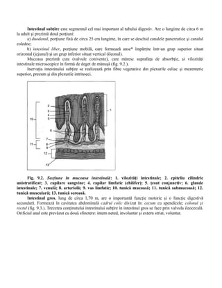 Intestinul subţire este segmentul cel mai important al tubului digestiv. Are o lungime de circa 6 m
la adult şi prezintă două porţiuni:
a) duodenul, porţiune fixă de circa 25 cm lungime, în care se deschid canalele pancreatice şi canalul
coledoc;
b) intestinul liber, porţiune mobilă, care formează anse* împărţite într-un grup superior situat
orizontal (jejunul) şi un grup inferior situat vertical (ileonul).
Mucoasa prezintă cute (valvule conivente), care măresc suprafaţa de absorbţie, şi vilozităţi
intestinale microscopice în formă de deget de mănuşă (fig. 9.2.).
Inervaţia intestinului subţire se realizează prin fibre vegetative din plexurile celiac şi mezenteric
superior, precum şi din plexurile intrinseci.
Fig. 9.2. Secţiune în mucoasa intestinală: 1. vilozităţi intestinale; 2. epiteliu cilindric
unistratificat; 3. capilare sangvine; 4. capilar limfatic (chilifer); 5. ţesut conjunctiv; 6. glande
intestinale; 7. venulă; 8. arteriolă; 9. vas limfatic; 10. tunică mucoasă; 11. tunică submucoasă; 12.
tunică musculară; 13. tunică seroasă.
Intestinul gros, lung de circa 1,70 m, are o importantă funcţie motorie şi o funcţie digestivă
secundară. Formează în cavitatea abdominală cadrul colic divizat în: cecum cu apendicele; colonul şi
rectul (fig. 9.3.). Trecerea conţinutului intestinului subţire în intestinul gros se face prin valvula ileocecală.
Orificiul anal este prevăzut cu două sfinctere: intern neted, involuntar şi extern striat, voluntar.
 