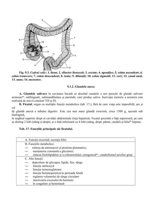 Fig. 9.3. Cadrul colic: 1. ileon; 2. sfincter ileocecal; 3. cecum; 4. apendice; 5. colon ascendent; 6.
colon transvers; 7. colon descendent; 8. tenie; 9. dilataţii; 10. colon sigmoid; 11. rect; 12. canal anal;
13. anus; 14. mezenter.
9.1.2. Glandele anexe
A. Glandele salivare în cavitatea bucală se deschid canalele a trei perechi de glande salivare
acinoase*: sublinguale, submandibulare şi parotide, care produc saliva. Inervaţia motorie a acestora este
realizată de nervii cranieni VII şi IX.
B. Ficatul, organ cu multiple funcţii metabolice (tab. 17.), fără de care viaţa este imposibilă, are şi
rol
de glandă anexă a tubului digestiv. Este cea mai mare glandă exocrină, circa 1500 g, aşezată sub
diafragmă,
în unghiul superior drept al cavităţii abdominale (loja hepatică). Ficatul prezintă o faţă superioară, pe care
se disting 2 lobi (stâng şi drept), şi o faţă inferioară cu 4 lobi (stâng, drept, pătrat, caudal) şi hilul* hepatic.
Tab. 17. Funcţiile principale ale ficatului.
A. Funcţia exocrină: secreţia bilei
B. Funcţiile metabolice:
— sinteza de aminoacizi şi proteine plasmatice;
— menţinerea constantă a glicemiei;
— sinteza fosfolipidelor şi a colesterolului; cetogeneză* ; catabolismul acizilor graşi
C. Alte funcţii:
— depozitare de glicogen, lipide, fier, sânge
— funcţie antitoxică
— funcţie termoreglatoare
— funcţie hematopoietică în perioada fetală
— reglarea volumului de sânge circulant
— inactivarea excesului de hormoni
— în coagulare şi hemostază
 