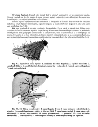 Structura ficatului. Ficatul este format dintr-o stromă* conjunctivă şi un parenchim hepatic.
Stroma cuprinde un înveliş extern de unde pornesc septuri conjunctive care delimitează în parenchim
lobuli hepatici, formaţiuni piramidale cu 5—6 laturi.
Lobulul hepatic reprezintă unitatea anatomică şi funcţională a ficatului. Este alcătuit din cordoane
radiate de celule hepatice (hepatocite), capilare sangvine şi canalicule biliare dispuse în jurul unei vene
cen-trolobulare (fig. 9.4.),
Bila este produsul de secreţie continuă a hepatocitelor. Ea se varsă în canaliculele biliare, care
formează în final două canale hepatice, drept şi stâng. Ele se unesc în canalul hepatic comun. În perioadele
interdigestive, bila ajunge prin canalul cistic la vezica biliară, unde se concentrează şi se îmbogăţeşte cu
mucus. Evacuarea ei se face intermitent, în timpul meselor, prin canalul cistic şi apoi prin canalul coledoc,
care se deschide în duoden împreună cu canalul principal pancreatic la nivelul sfincterului Oddi (fig. 9.5.).
Fig. 9.4. Segment în lobul hepatic: 1. cordoane de celule hepatice; 2. capilare sinusoide; 3.
canalicule biliare; 4. canal biliar interlobular; 5. ramură a venei porte; 6. ramură a arterei hepatice;
7. venă centrolobulară.
Fig. 9.5. Căi biliare extrahepatice: 1. canal hepatic drept; 2. canal cistic; 3. vezică biliară; 4.
duoden; 5. ampulă hepatopancreatică; 6. sfincter Oddi; 7. capul pancreasului; 8. canal pancreatic
(Wirsung); 9. corpul pancreasului; 10. coada pancreasului; 11. pancreas; 12. canal secundar
(Santorini); 13. canal coledoc; 14. canal hepatic comun; 15. canal hepatic stâng; 16. ligament.
 