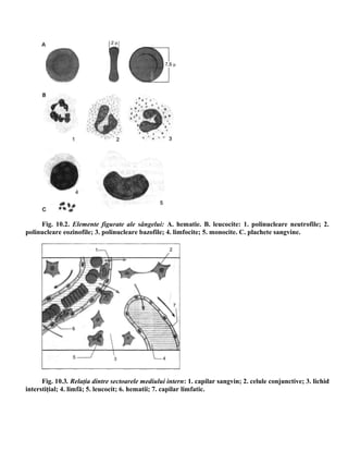 Fig. 10.2. Elemente figurate ale sângelui: A. hematie. B. leucocite: 1. polinucleare neutrofile; 2.
polinucleare eozinofile; 3. polinucleare bazofile; 4. limfocite; 5. monocite. C. plachete sangvine.
Fig. 10.3. Relaţia dintre sectoarele mediului intern: 1. capilar sangvin; 2. celule conjunctive; 3. lichid
interstiţial; 4. limfă; 5. leucocit; 6. hematii; 7. capilar limfatic.
 