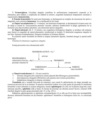 7. Termoreglarea. Circulaţia sângelui contribuie la uniformizarea temperaturii corporale şi la
eliminarea, prin iradiere, a surplusului de căldură la exterior, asigurând menţinerea temperaturii constante a
organismului, homeotermia.
8. Funcţia hemostatică. În cazul unor hemoragii, se declanşează un complex de mecanisme de oprire a
sângerării, care constituie hemostaza. Ea se desfăşoară în trei timpi:
a) Timpul vasculoplachetar (2—4 minute), sau hemostaza temporară, se declanşează la lezarea unui vas
de sânge şi constă în: vasoconstricţia peretelui vascular, aderarea trombocitelor la plagă, aglutinarea lor şi
formarea unui dop (trombus) plachetar, care determină oprirea sângerării.
b) Timpul plasmatic (de 4—8 minute), sau coagularea (închegarea) sângelui, se produce sub acţiunea
unor factori ai coagulării de natură plasmatică, trombocitară şi tisulară. Ei determină coagularea sângelui în
trei faze: formarea tromboplastinei, formarea trombinei şi formarea fibrinei.
În ochiurile reţelei insolubile de fibrină se dispun elementele figurate, formând cheagul şi oprind astfel
hemoragia.
Vitamina K stimulează coagularea sângelui.
Esenţa procesului este schematizată astfel:
TROMBOPLASTINĂ + Ca 2+
activare
PROTROMBINĂ
sintetizată în ficat în Ca 2+
TROMBINĂ
prezenţa vitaminei K activare
FIBRINOGEN FIBRINĂ
sintetizat în ficat reţea insolubilă
c) Timpul trombodinamic (2—24 ore) constă în:
— retracţia cheagului prin expulzarea serului (plasmă fără fibrinogen şi protrombină);
— descompunerea cheagului (fibrinoliza) sub acţiunea unor enzime proteolitice;
— îndepărtarea cheagului şi reluarea circulaţiei.
Transfuzia este o metodă frecventă de tratament, care constă în administrarea de sânge proaspăt sau
conservat provenit de la un donator. În practica transfuziei trebuie să se ţină seama de prezenţa în membrana
hematiilor a unor substanţe cu acţiune antigenică, numite aglutinogene (A şi B), iar în plasma sangvină a unor
anticorpi specifici, aglutinine (alfa şi beta). În funcţie de prezenţa sau absenţa acestor factori, sistemul AOB
clasifică sângele în patru grupe principale (tab. 23. şi fig. 10.5.).
Înlănţuirea aglutinogenului cu aglutinina corespunzătoare (A cu alfa sau B cu beta) este incompatibilă,
deoarece determină fenomene de tip imunitar: aglutinarea* hematiilor şi distrugerea (liza) lor, cu consecinţe
grave.
 