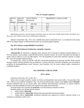 Tab. 23. Grupele sangvine.
GRUPĂ
DE
SÂNGE
AGLUTI-
NOGEN
(în hematii)
AGLUTININĂ
(în plasmă)
PROPORŢIE LA RASA ALBĂ
I — alfa, beta 47%
II A beta 41%
III B alfa 9%
IV AB — 3%
Importanţa practică a acestor grupe este foarte mare în cazul unor situaţii neprevăzute (accidente etc).
De aceea, este utilă înscrierea lor în buletinul de identitate.
Schema transfuziilor (fig. 10.4.) este valabilă doar pentru transfuziile mici. La transfuziile mari (peste
500 ml de sânge) sângele se administrează numai de la aceeaşi grupă (izogrup).
Fig. 10.4. Schema compatibilităţii la transfuzie.
Fig. 10.5. Determinarea în laborator a grupelor sangvine.
Sistemul Rh, de clasificare a sângelui uman, porneşte de la existenţa în sângele maimuţei Rhesus şi a
85% din oameni a unui antigen, numit Rh (Rh pozitiv), moştenit exclusiv de la tată. Anticorpii anti-Rh apar în
cursul vieţii la indivizi ce nu îl au (Rh negativ, 15% din populaţie) în urma unor transfuzii repetate cu sânge
Rh+
şi pot da accidente după transfuzii.
La mamele Rh-
, sarcina cu făt Rh+
(tată Rh+
) determină producerea de anticorpi anti-Rh. Prima sarcină
decurge normal, datorită ritmului lent de producere a acestor anticorpi. Sarcinile următoare pot însă produce
accidente de incompatibilitate (avort* precoce, icter hemolitic etc), de aceea situaţia trebuie cunoscută şi
combătută medical.
10.2. SISTEMUL CIRCULATOR
10.2.1. Inima
Alcătuirea inimii (fig. 10.6. şi tab. 24.).
Inima este un organ musculos cavitar, de forma şi dimensiunile unui pumn închis. Are greutatea între
250—300 g şi este situată în mediastin* (fig. 3.4). Este divizată în patru camere: două atrii şi două ventricule.
Acestea comunică între ele, pe fiecare parte, prin orificiile atrioventriculare prevăzute cu valvule unidirec-
ţionale. Cele două jumătăţi ale inimii sunt separate prin septul atrioventricular.
Învelişul inimii este constituit din pericard, cu rol de protecţie mecanică a inimii.
Peretele cardiac este alcătuit din trei straturi:
— stratul extern, epicardul;
— stratul mijlociu, miocardul, alcătuit din ţesut muscular striat de tip cardiac;
— stratul intern, endocardul, membrană epitelială care tapetează la interior camerele inimii şi se
continuă cu endoteliul vaselor mari.
 